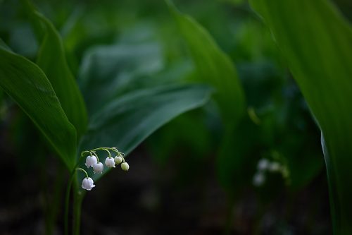 _MG_4225
