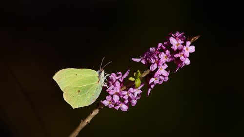IMG 1306 (1) (1)