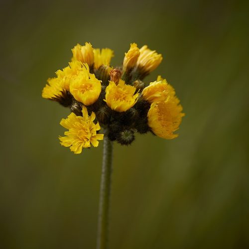 IMG 7681 1 (1)